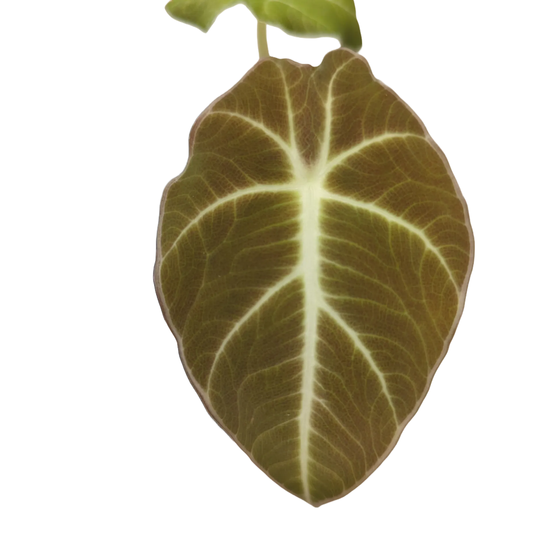 Baby Alocasia reginula Black Velvet